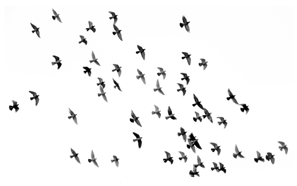 A flock of birds in flight